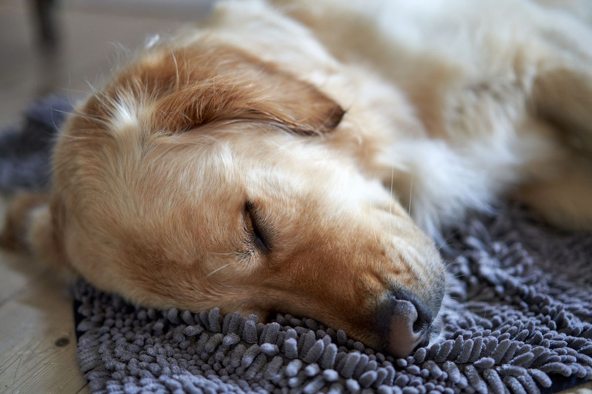 A dog sleeping peacefully on a rug