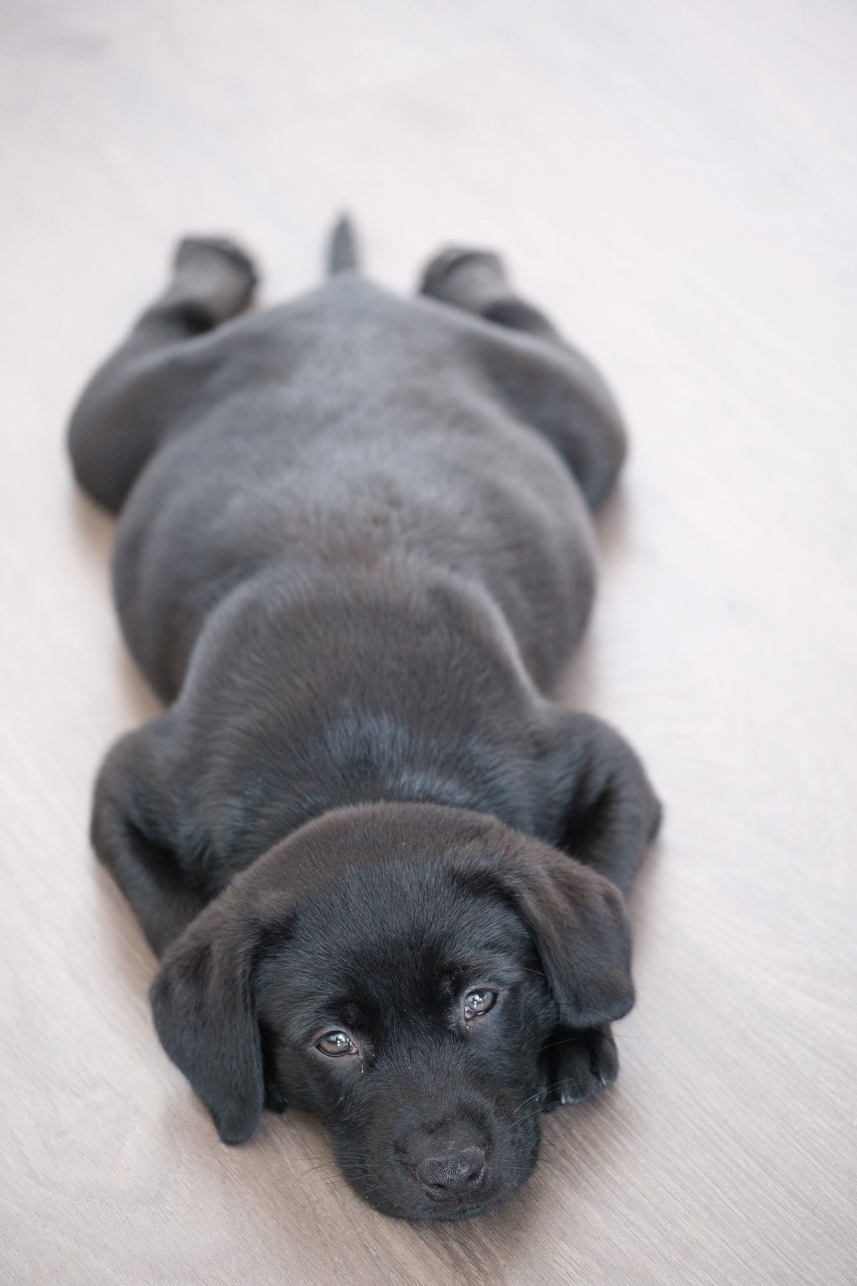 A Labrador puppy resting on the floor