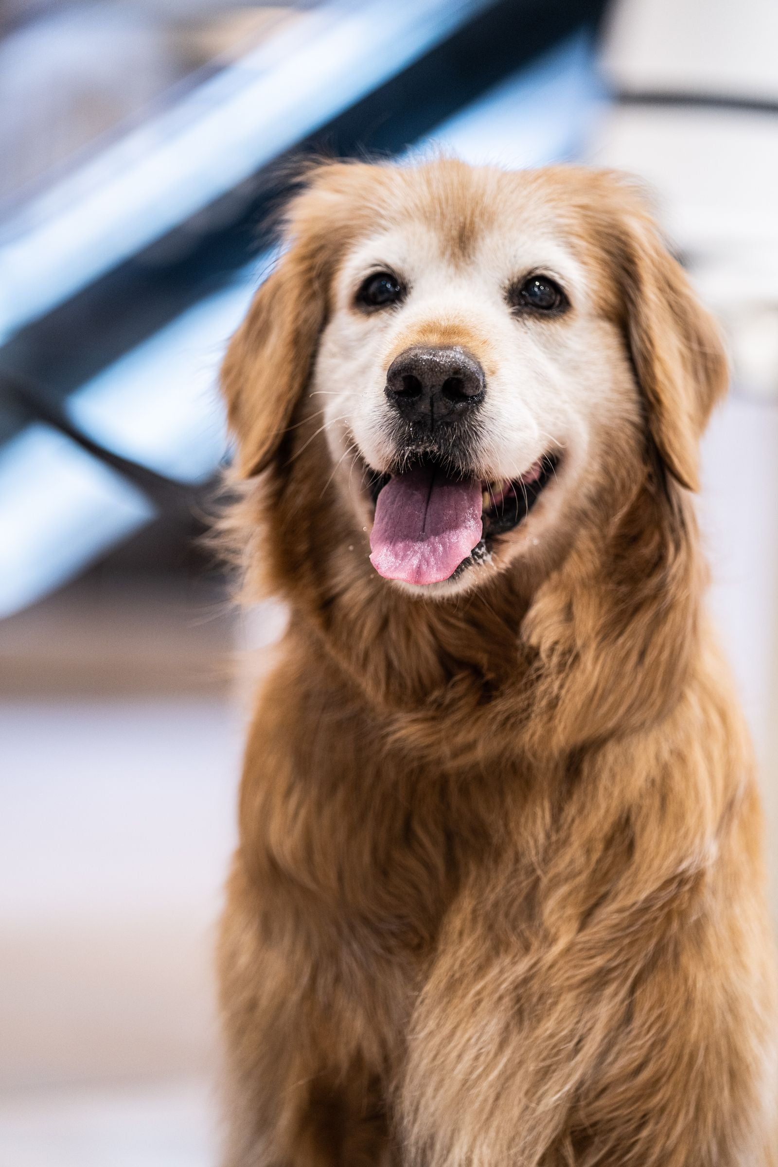 A happy golden retriever relaxed at home