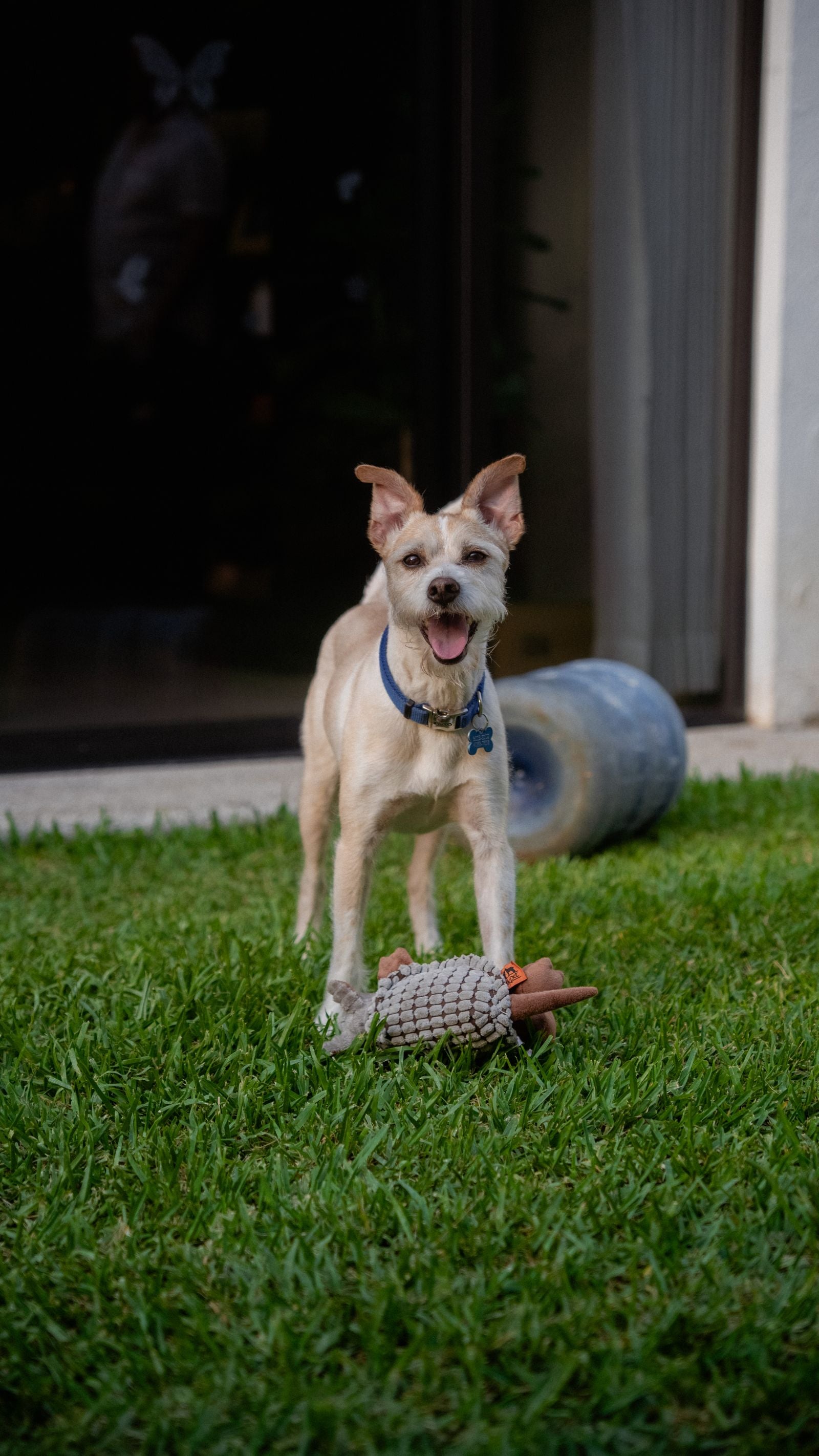 A dog playing with a toy in the garden