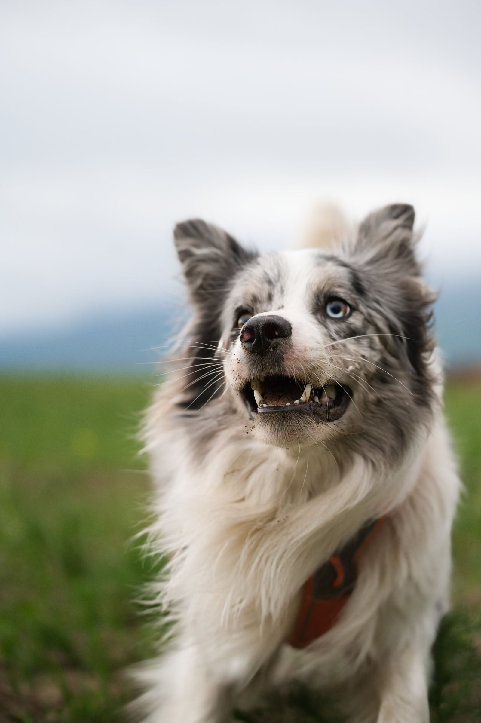 A dog running across an open field