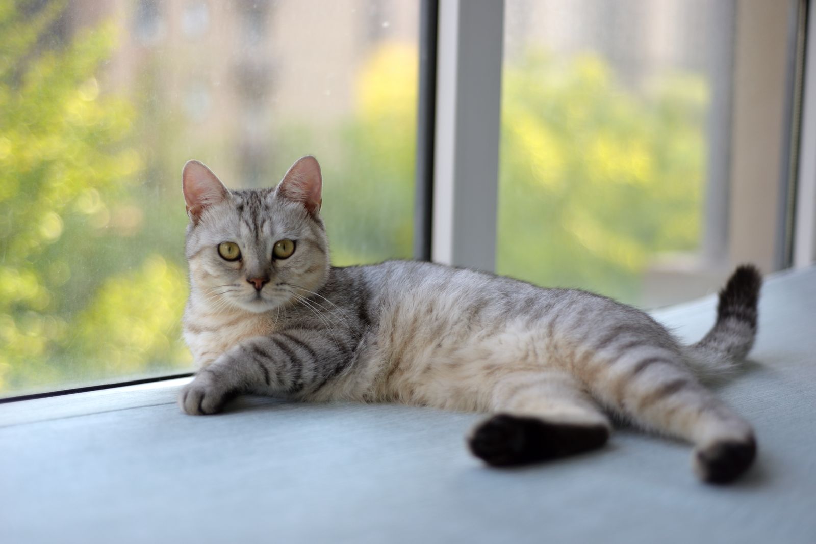 A tabby cat resting by a window