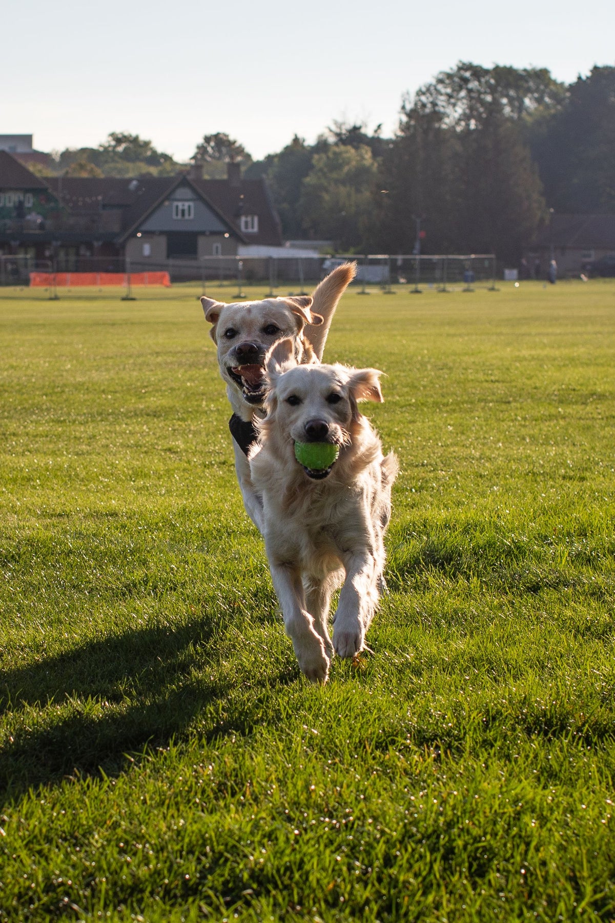 Golden retrievers playing fetch outdoors