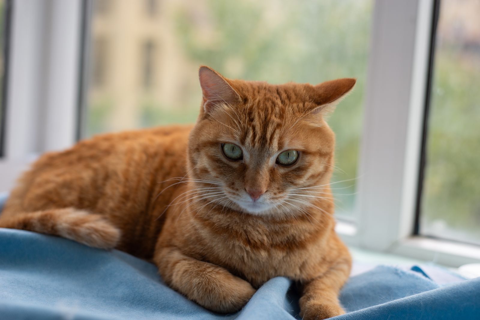 A ginger cat relaxing on a blanket