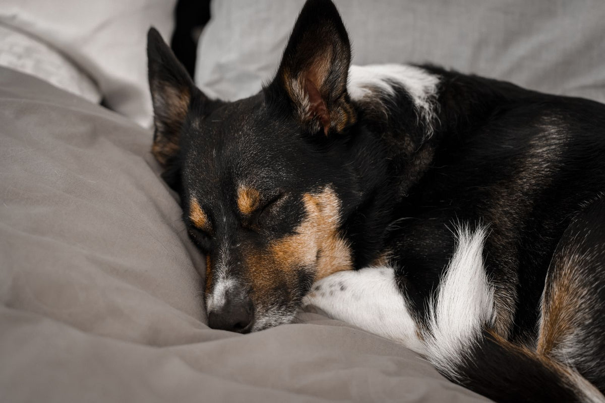 A dog curled up on a bed