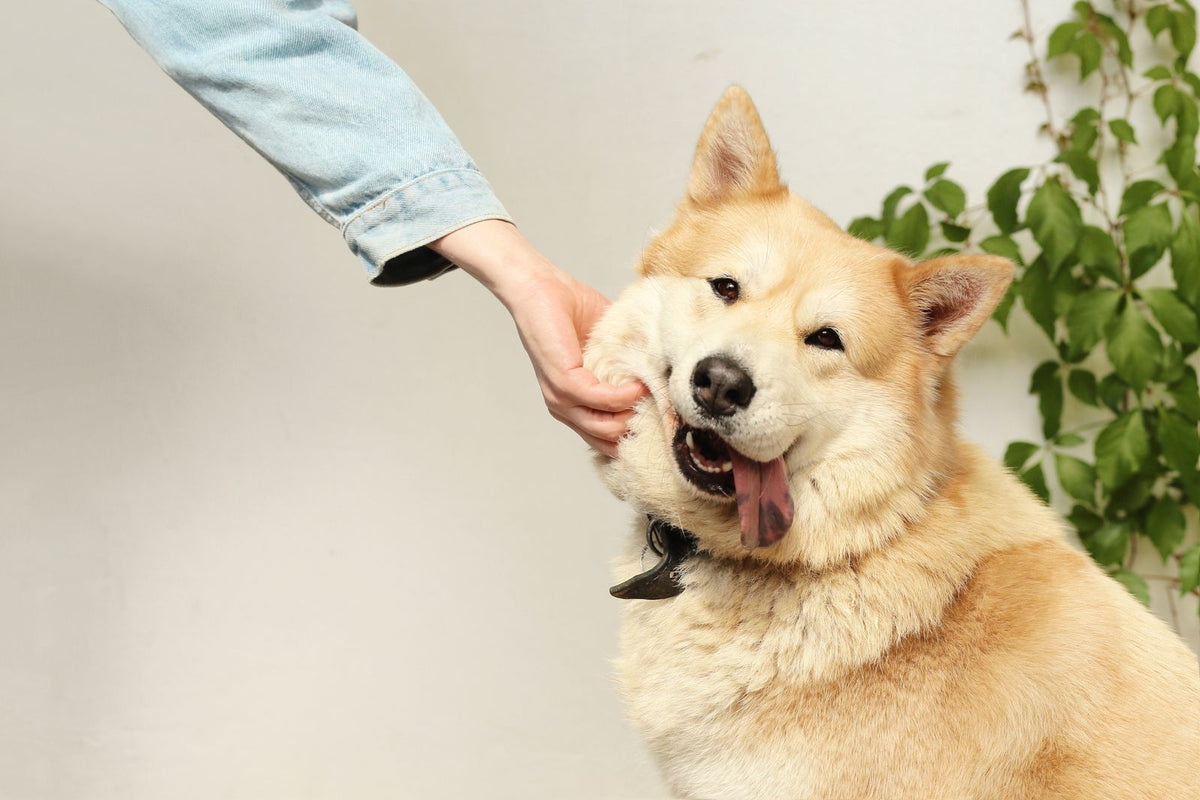 A person comforting a happy dog