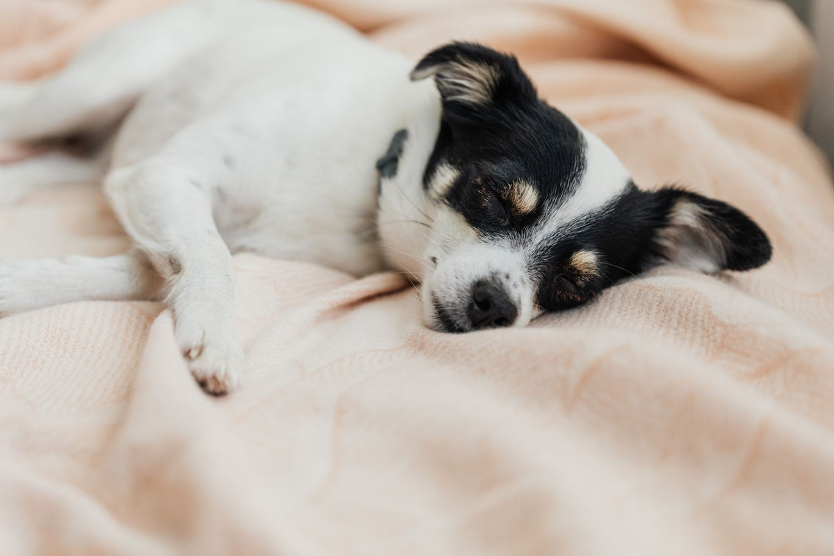 A small dog resting on a soft bed