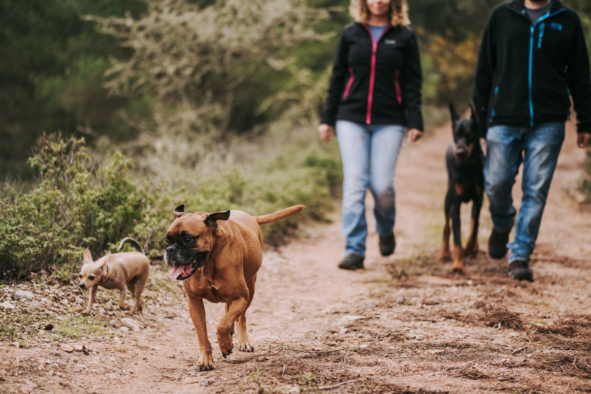 Walking dogs along a path at dusk