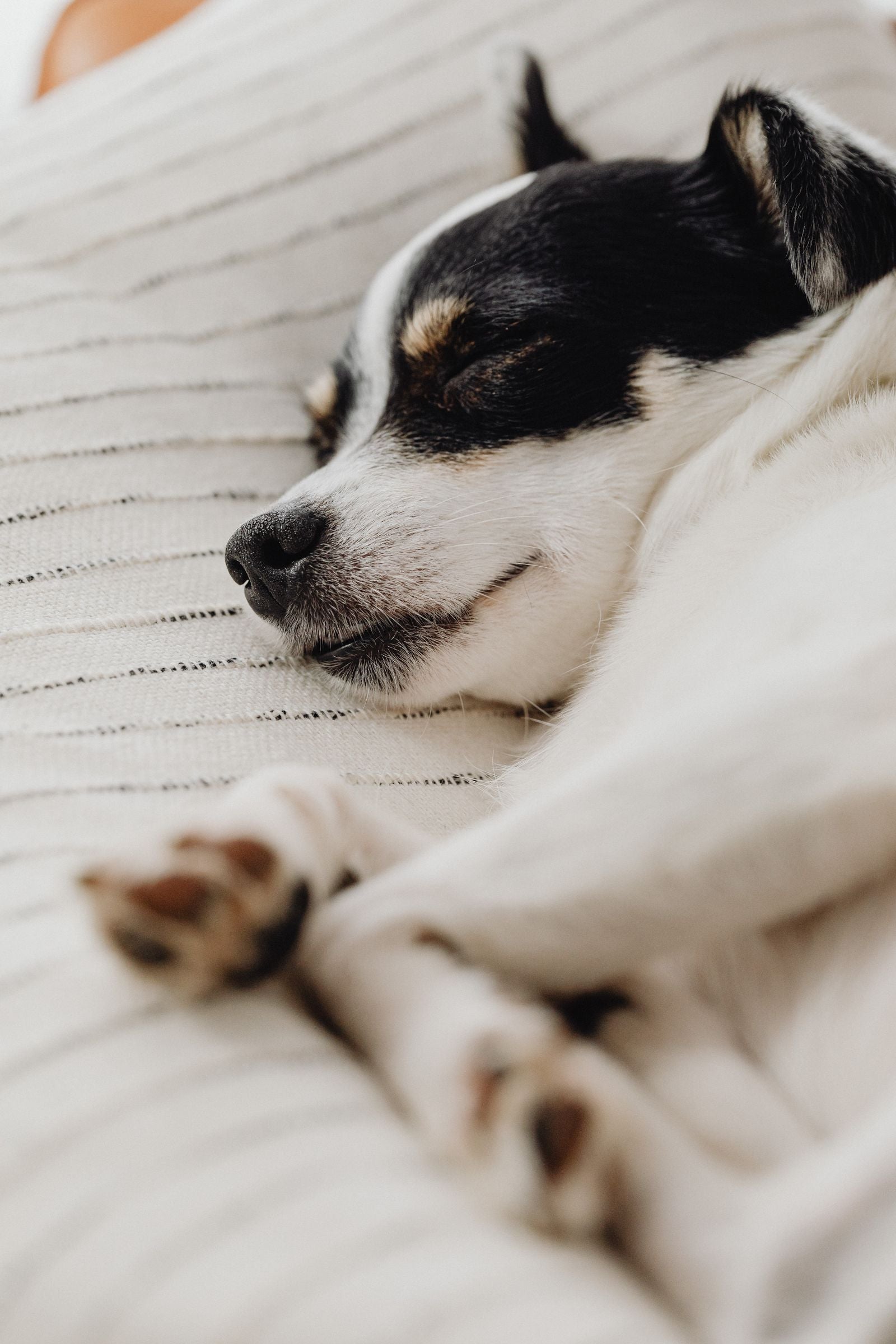 A puppy resting on a striped blanket