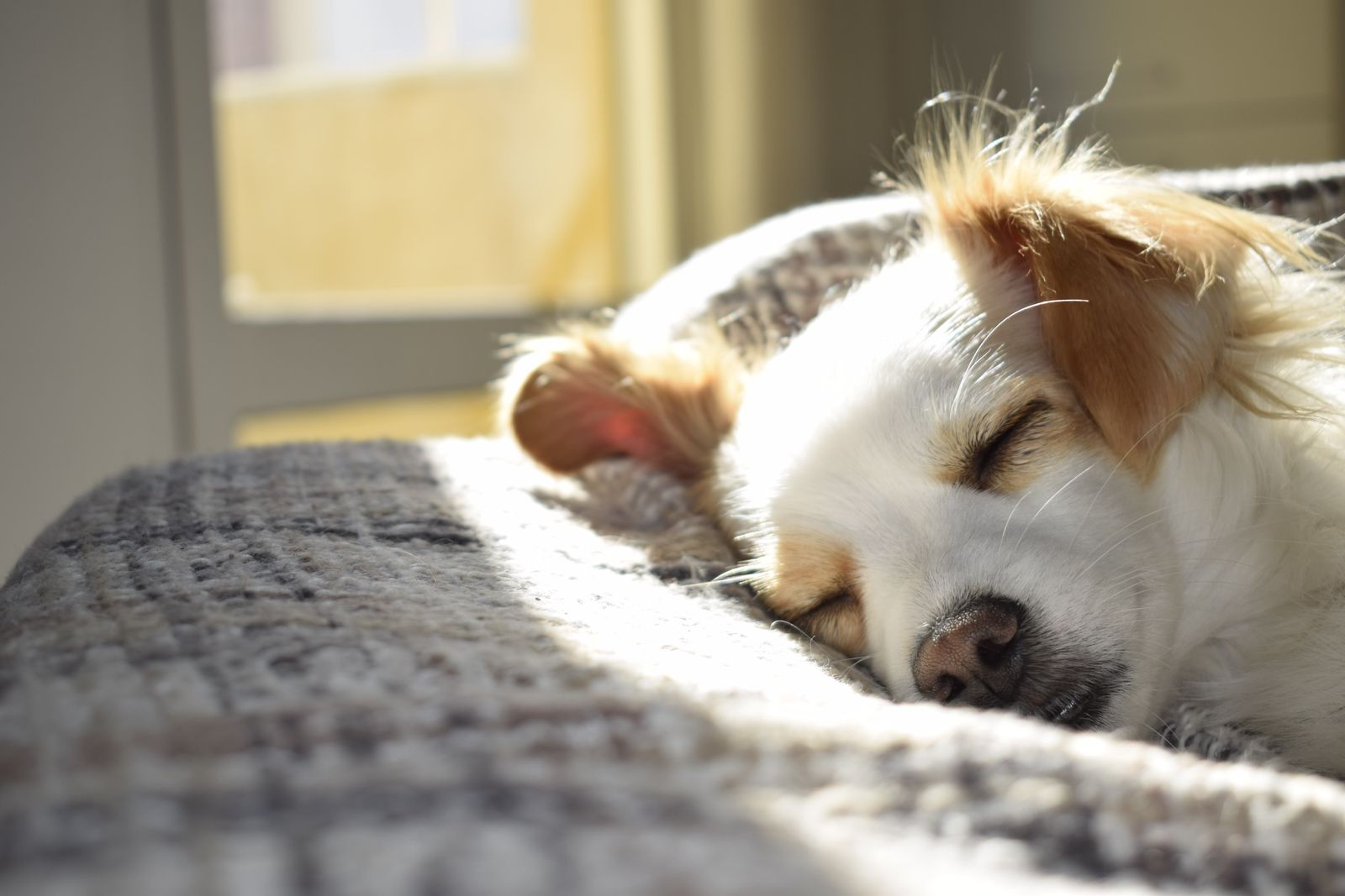 A small dog resting in a sunny room