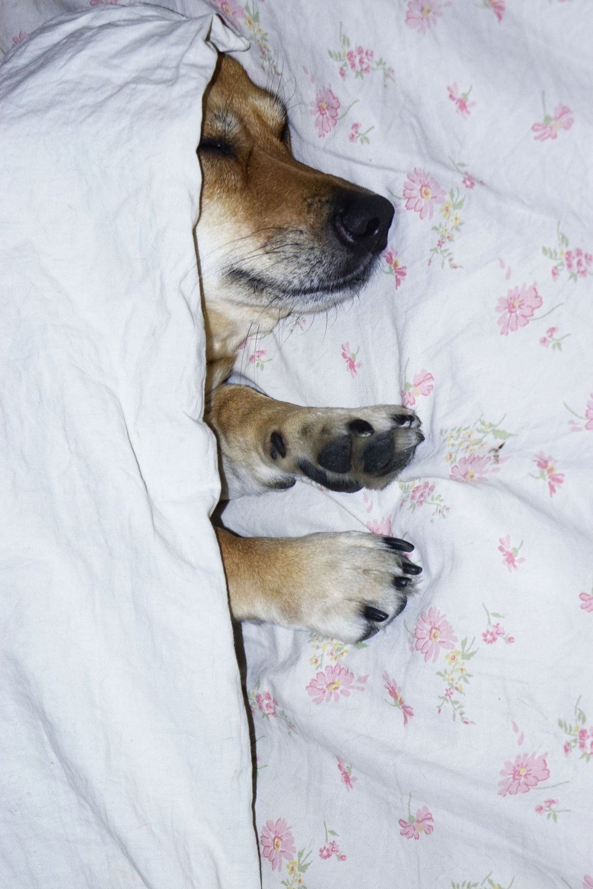 A puppy sleeping under a blanket