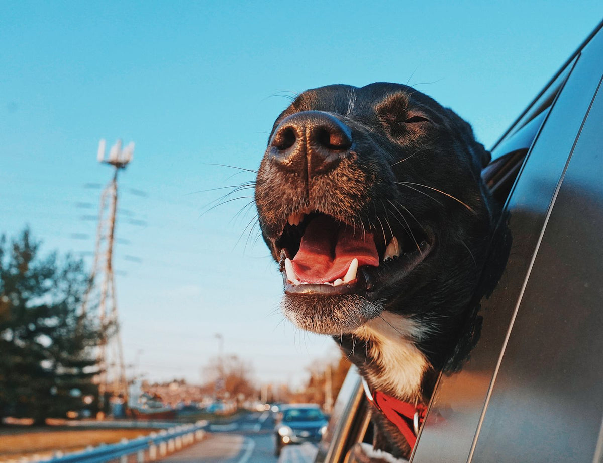 A dog enjoying the breeze from a car window