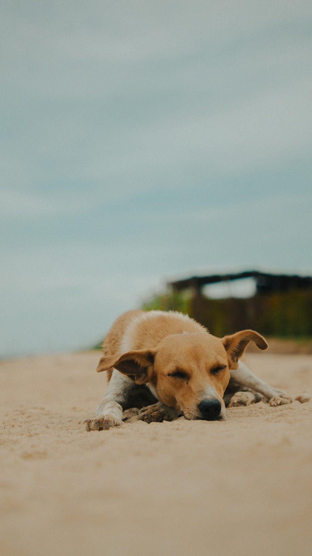 A dog resting on a sandy beach