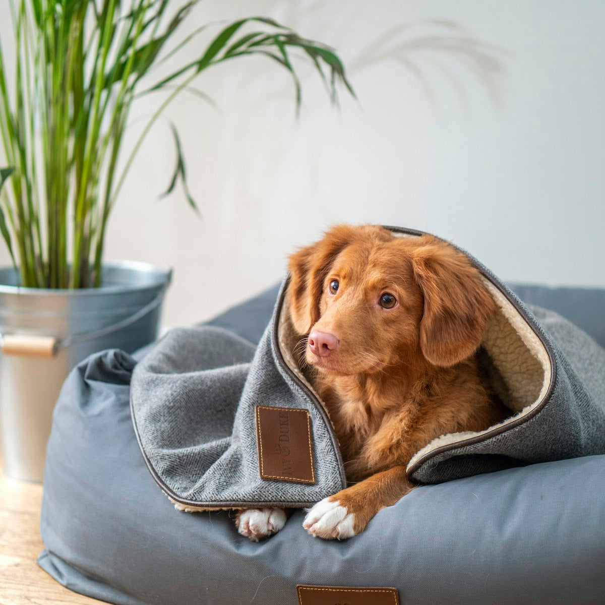 Calm Nest Bed - dog settled in a den-style bed