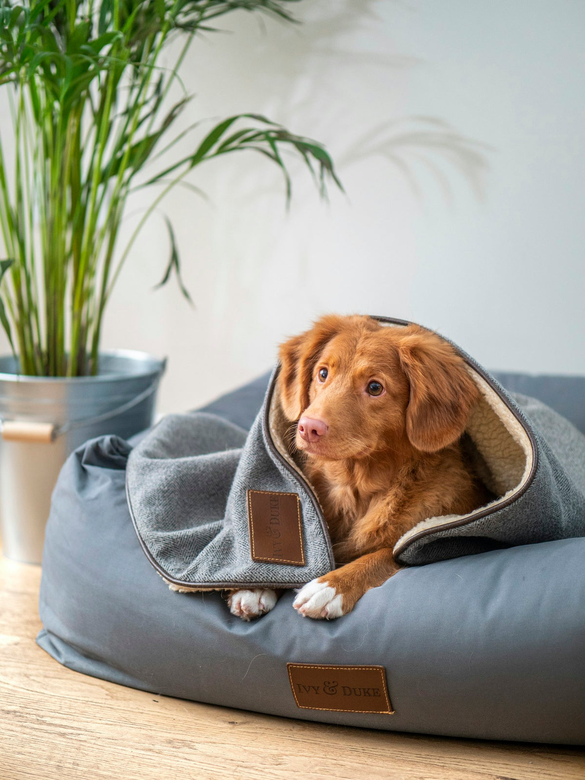 A dog snuggled into a soft blanket at home