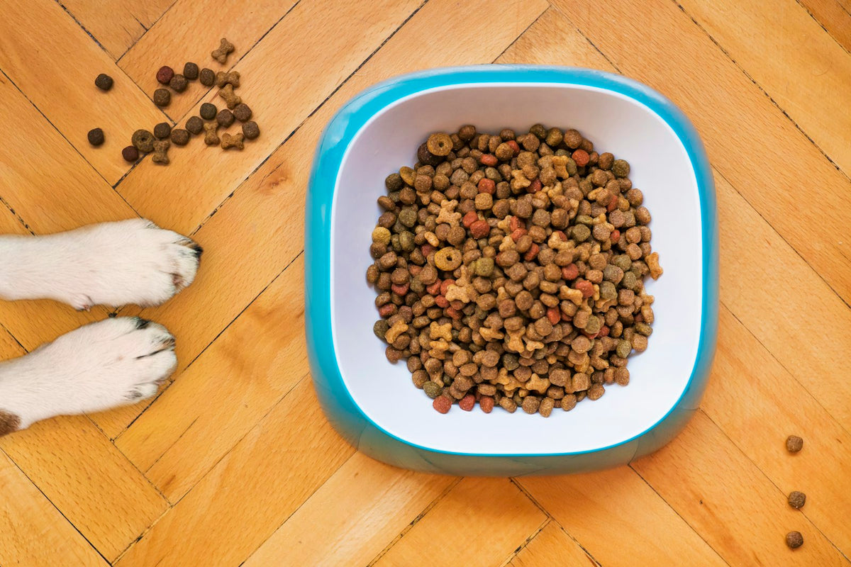 A dog's paws beside a full bowl of food on a wooden floor