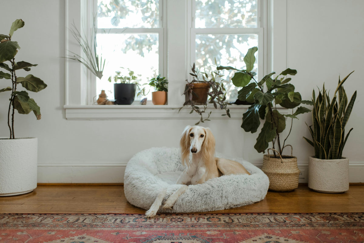 A calm dog resting in a soft bed in a sunlit home