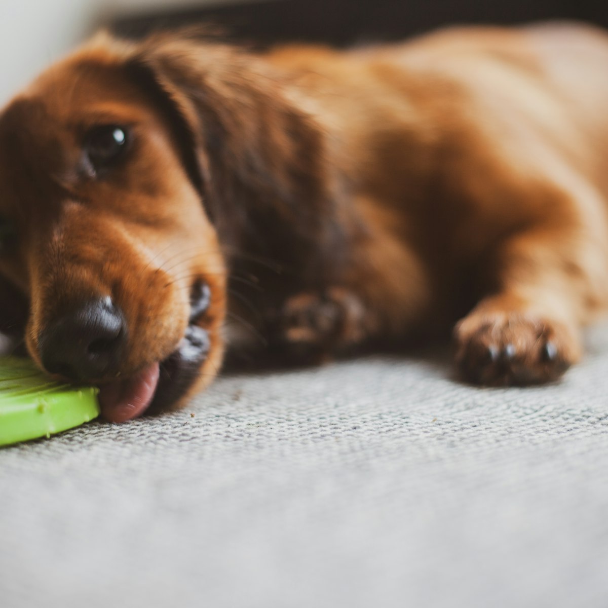 Sniff and Lick Mat - dog licking the mat