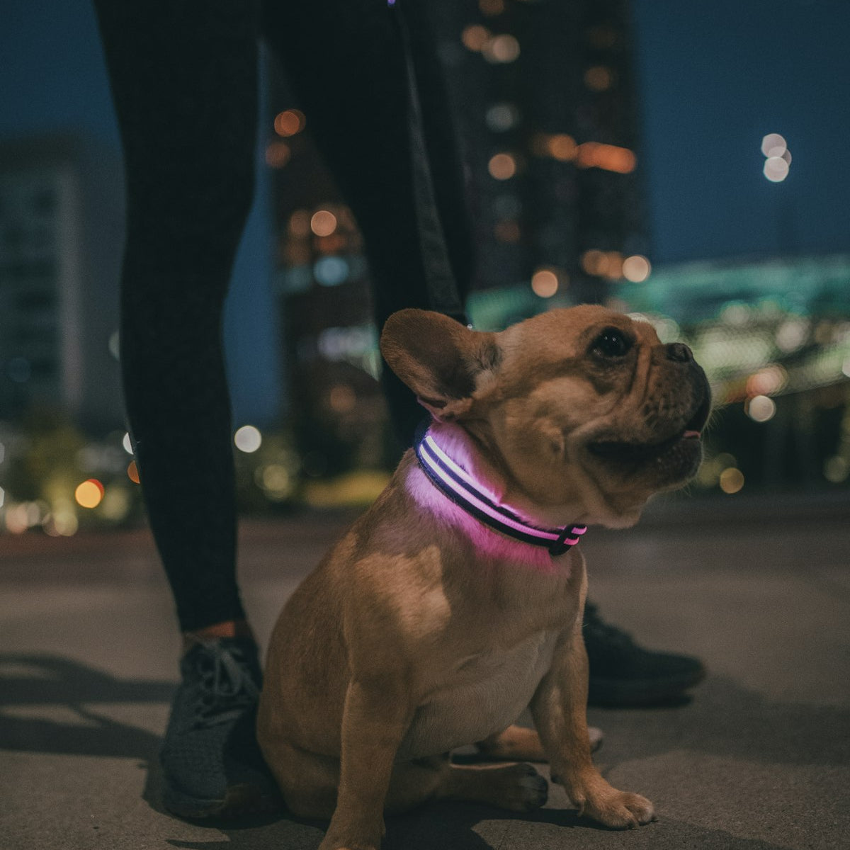 Night Walk Collar - additional angle