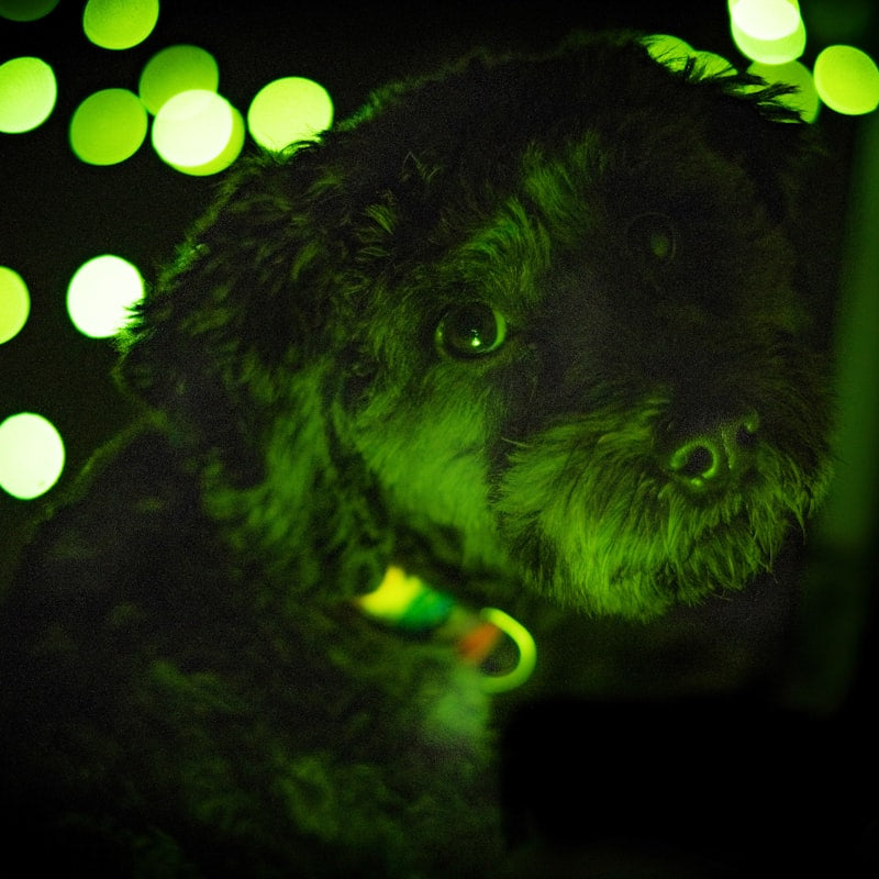 Night Walk Collar - dog on an evening walk
