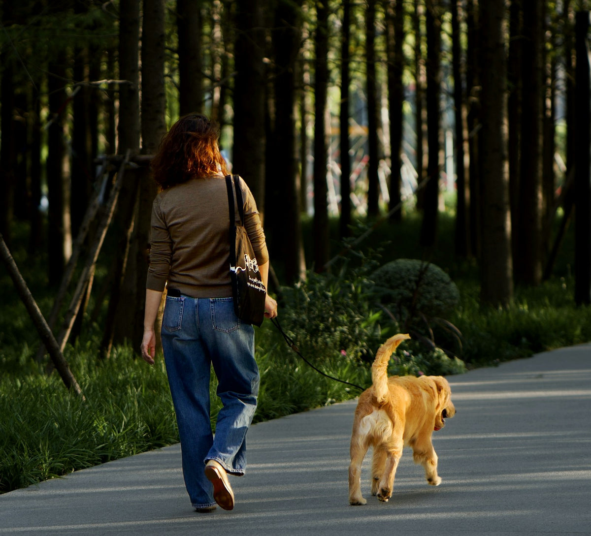 A person walking a golden retriever on a sunlit tree-lined path